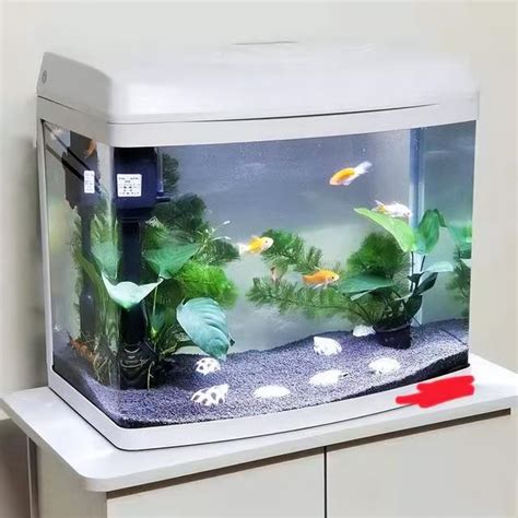 魚缸可以養什麼|裸缸適合養什麼魚？先來看看這6種魚，它們在裸缸養。